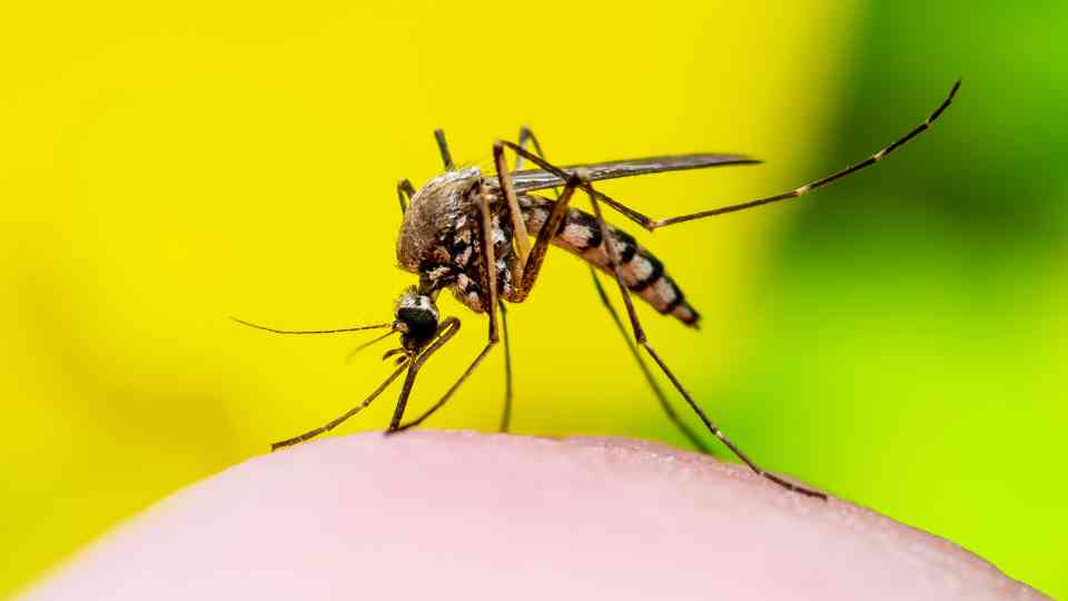 mosquito on yellow background